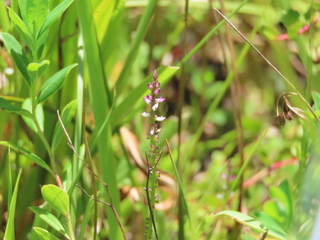 Salomonia ciliata