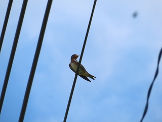 Hirundo rustica