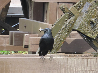 Corvus corone