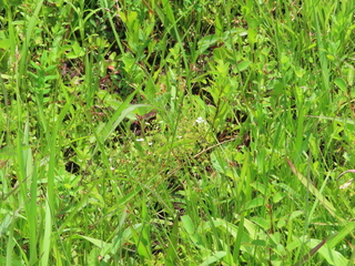Drosera lunata