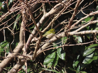 Zosterops japonicus