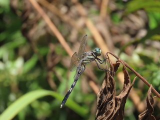 Orthetrum albistylum speciosum