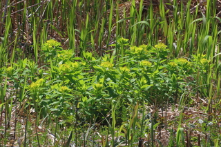 Euphorbia adenochlora