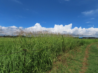 Sorghum halepense