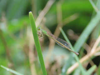Ischnura asiatica
