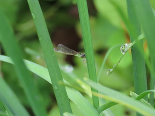 Ischnura asiatica