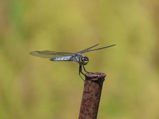 Deielia phaon