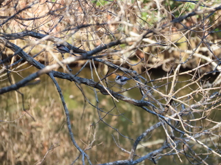 Aegithalos caudatus