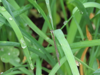 Ischnura asiatica