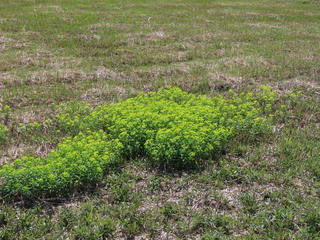 Euphorbia adenochlora