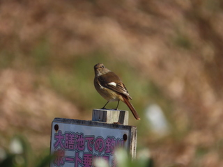 Phoenicurus auroreus