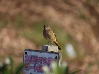 Phoenicurus auroreus