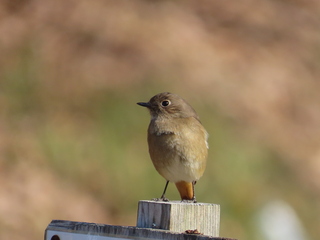 Phoenicurus auroreus