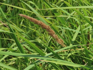 Calamagrostis epigeios