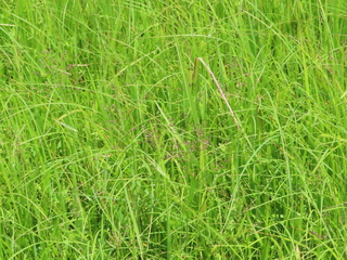 Isachne globosa
