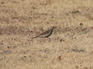 Anthus spinoletta