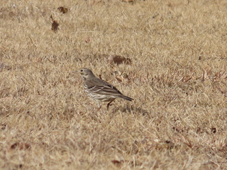 Anthus spinoletta