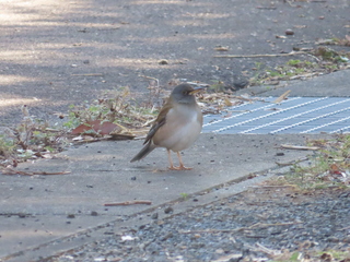 Turdus pallidus