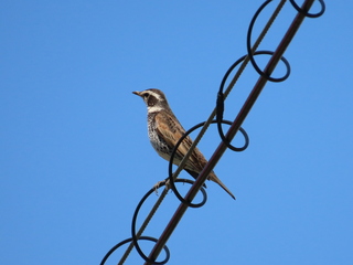 Turdus eunomus