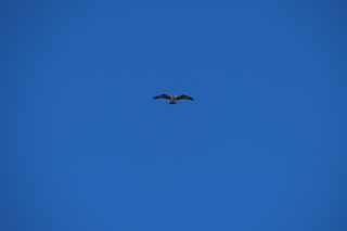 Pandion haliaetus