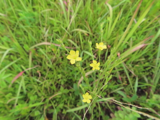 Linum medium