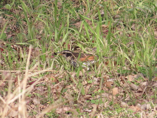 Turdus eunomus