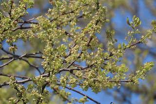 Celtis sinensis
