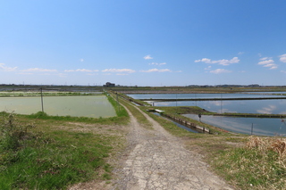 lotus field