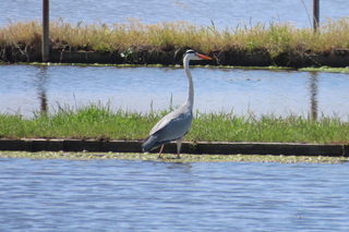 Ardea cinerea