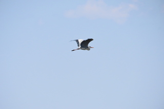 Ardea cinerea