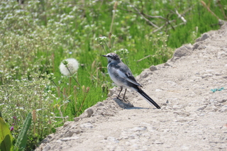 Motacilla alba lugens