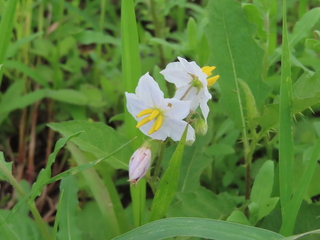 Solanum carolinense