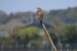 Turdus eunomus