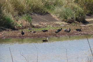 Fulica atra and Anas zonorhyncha