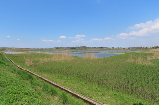 lotus field