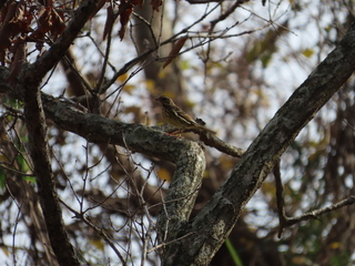 Emberiza spodocephala