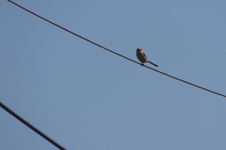 Lanius bucephalus