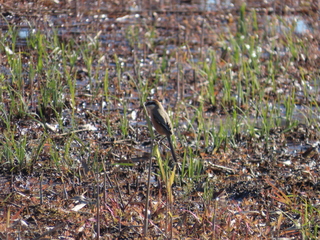 Lanius bucephalus