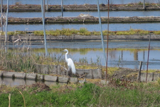 Ardea modesta