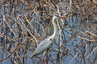 Ardea cinerea