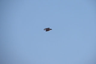 Corvus corone