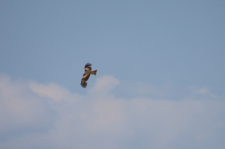 Milvus migrans