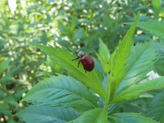 Chrysolina virgata