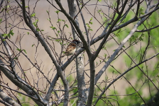 Passer montanus