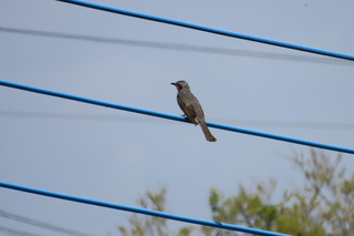 Hypsipetes amaurotis