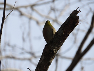 Zosterops japonicus