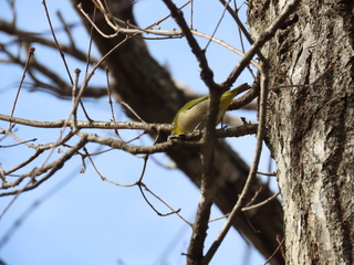 Zosterops japonicus