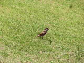 Passer montanus