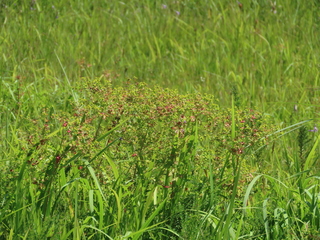Euphorbia lasiocaula