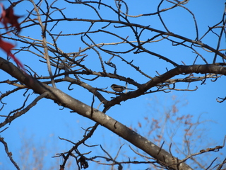 Aegithalos caudatus